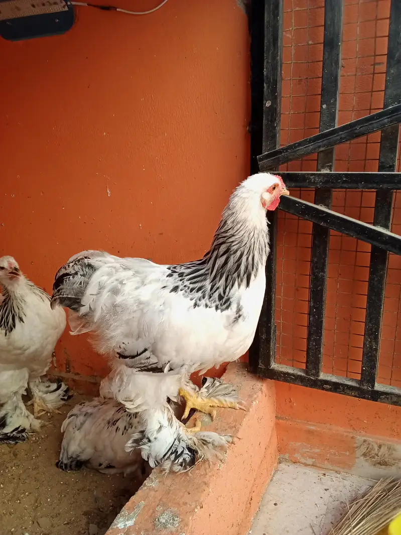 Colombia Brahma — photo 2
