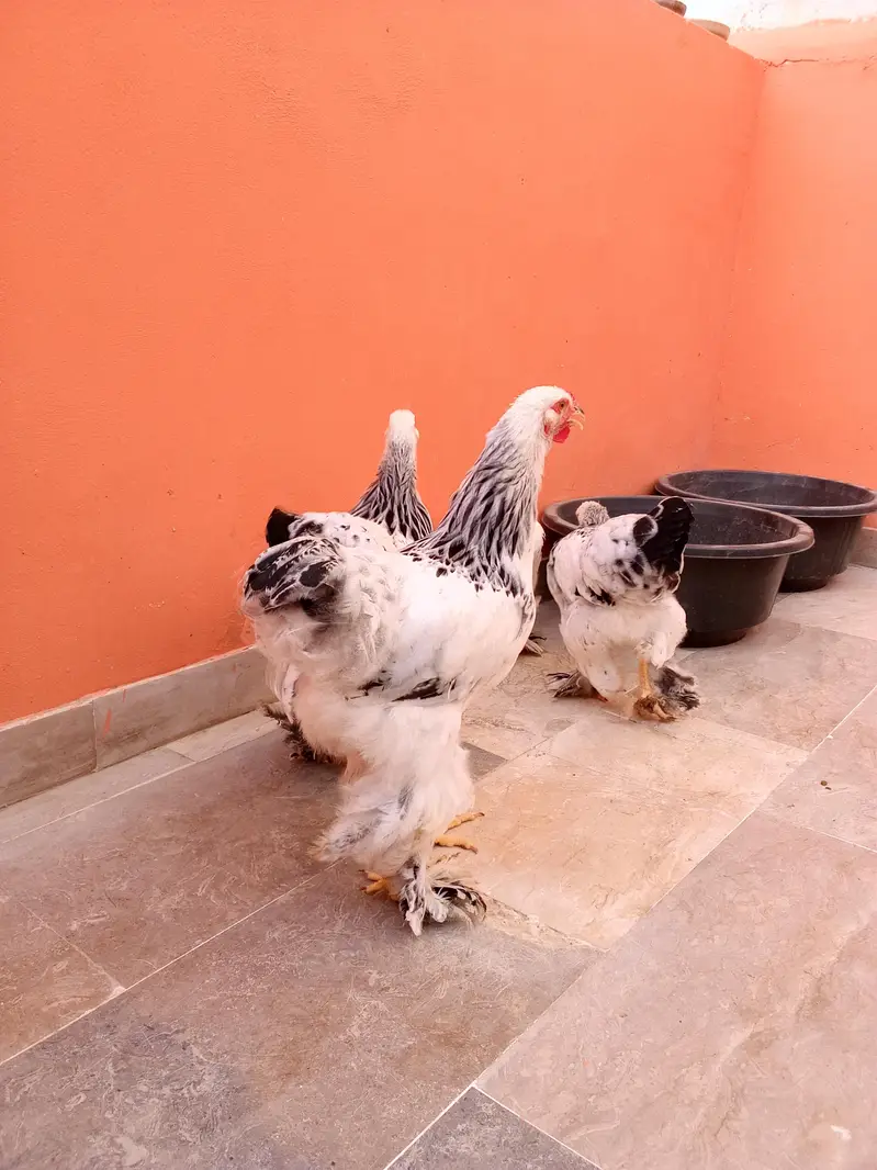 Colombia Brahma — photo 3