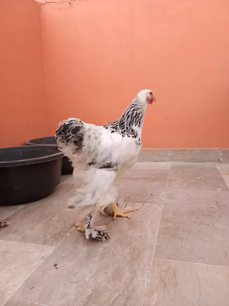 Colombia Brahma — photo 4