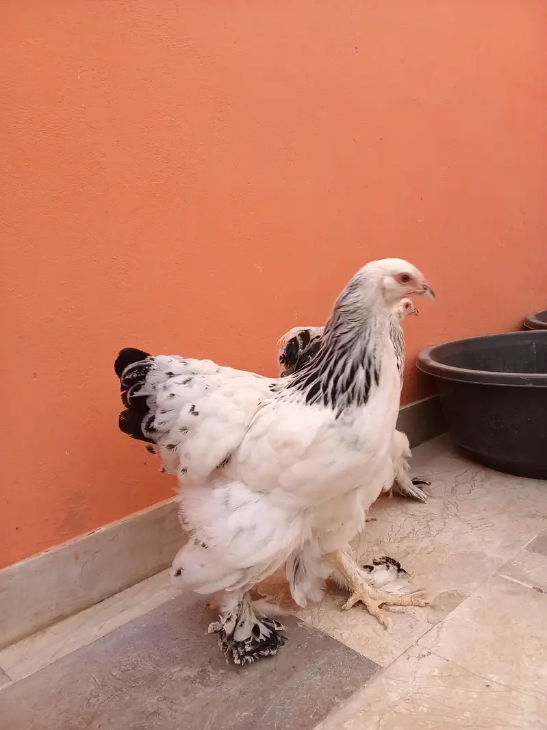 Colombia Brahma — photo 5