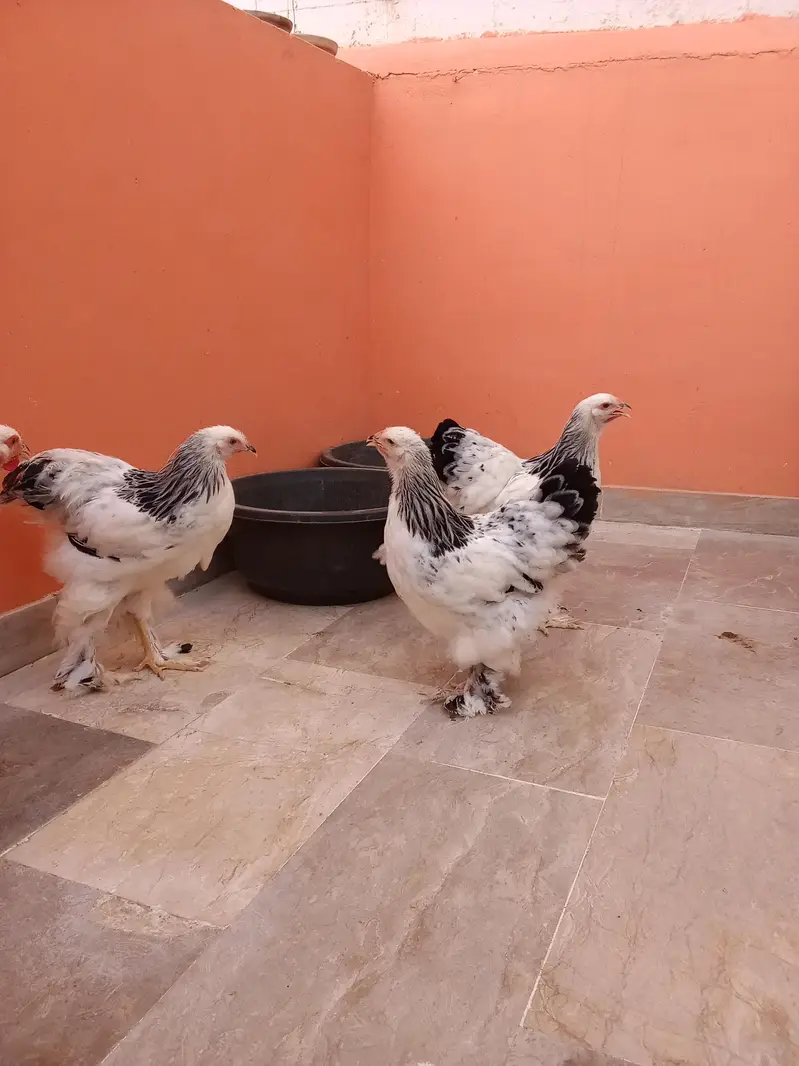 Colombia Brahma — photo 6