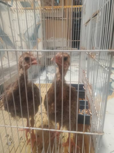 cage and chakor pair for sale