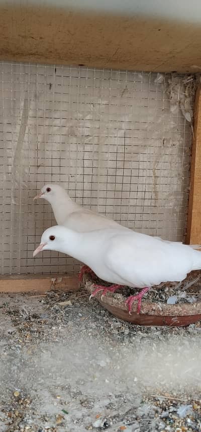 White Red Eye dove