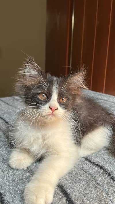 Persian Cats available