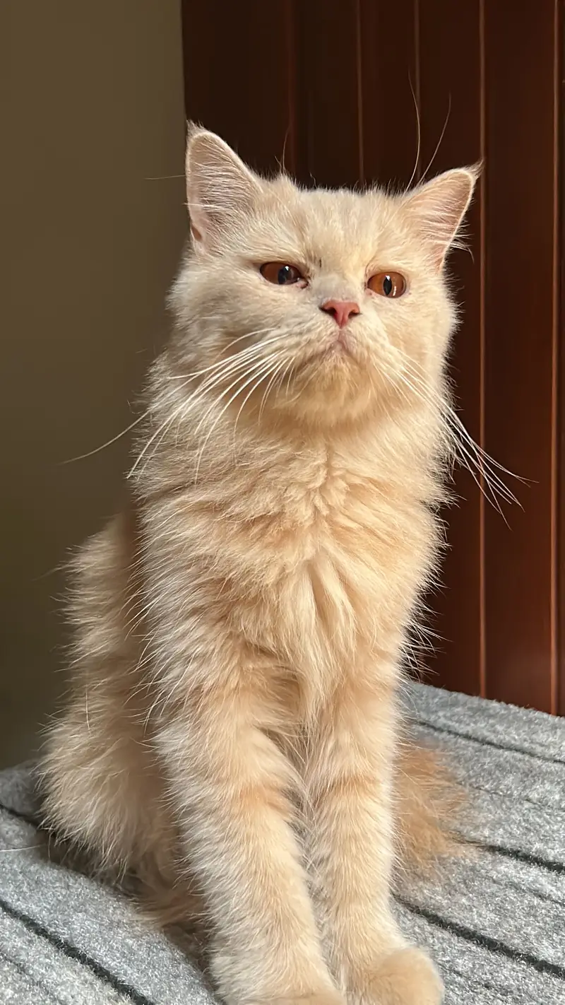 Persian Cats available — photo 2