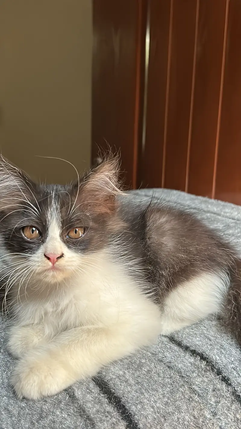 Persian Cats available — photo 5