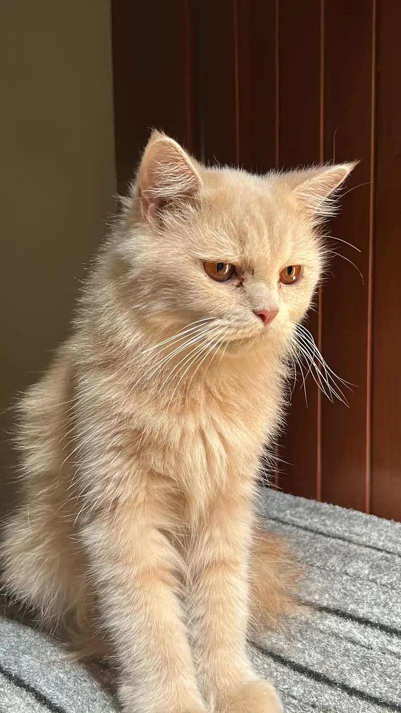 Persian Cats available — photo 6