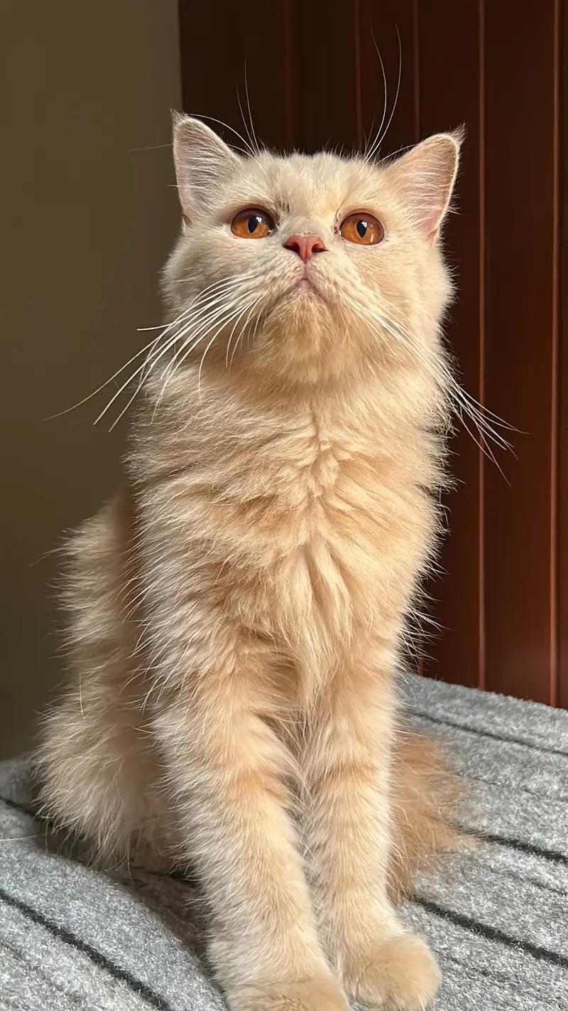 Persian Cats available — photo 7