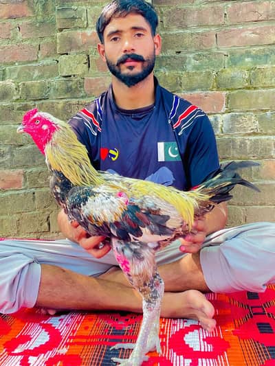 pure aseel