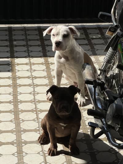 Big Boned  Pitbull Puppies For Sale