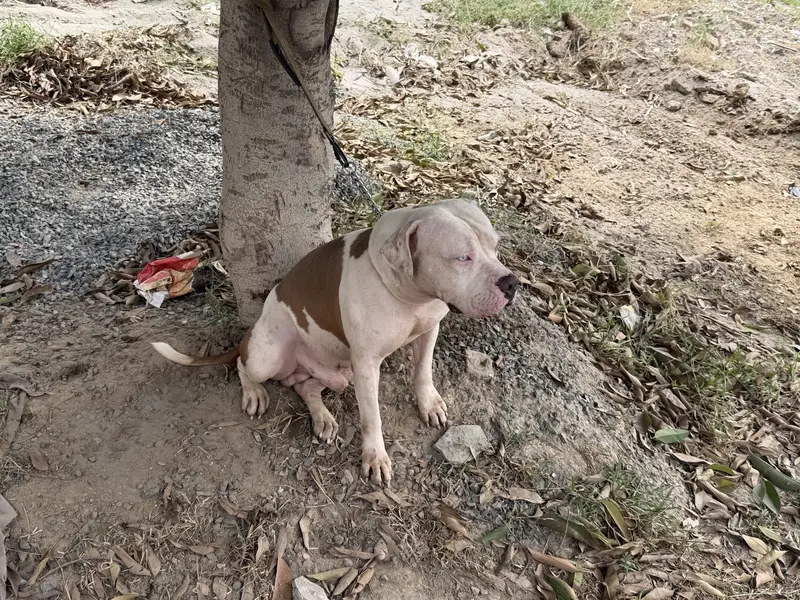 Big Boned  Pitbull Puppies For Sale — photo 2
