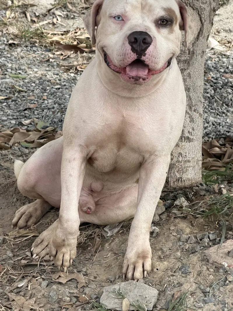 Big Boned  Pitbull Puppies For Sale — photo 3