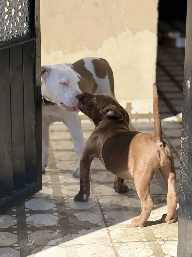 Big Boned  Pitbull Puppies For Sale — photo 4