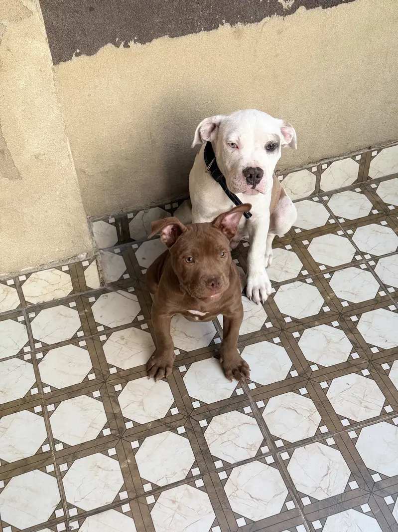 Big Boned  Pitbull Puppies For Sale — photo 5