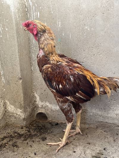 Aseel beautiful pair for sell