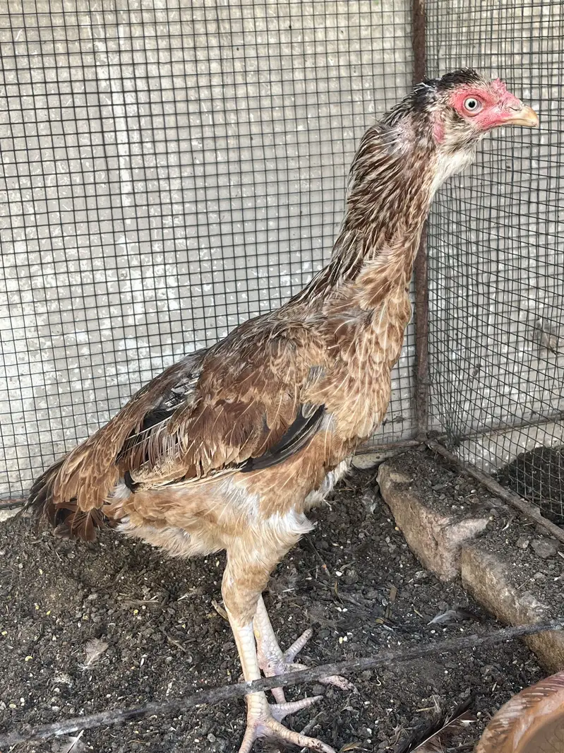 Aseel beautiful pair for sell — photo 3