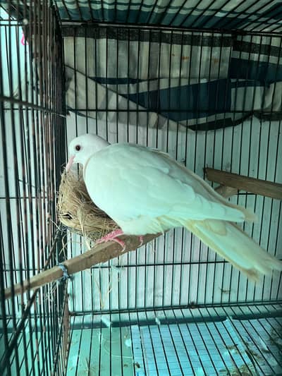 white dove khumry