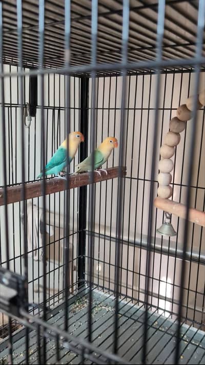 LoveBird Parblue Opaline PaleFallow