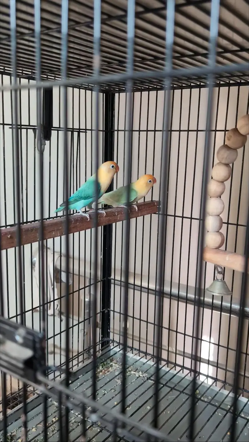 LoveBird Parblue Opaline PaleFallow — photo 2