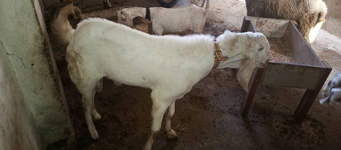 pure gulabi white eyes fresh breader
