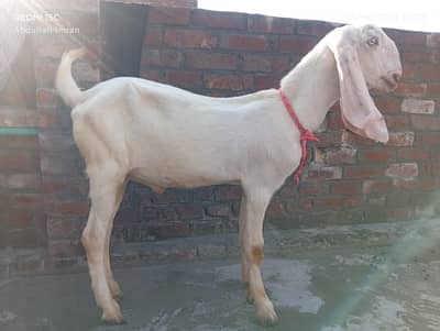 Rajanpuri Cross Bakra for Sale