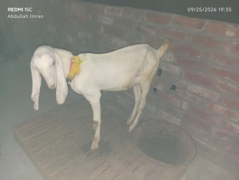 Rajanpuri Cross Bakra for Sale — photo 2