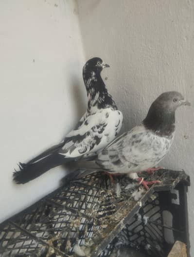 2 breeder pair hen 03221310911 price for per pair