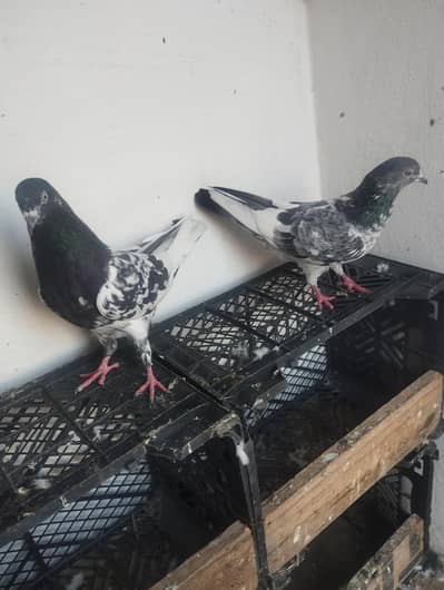 2 breeder pair hen 03221310911 price for per pair
