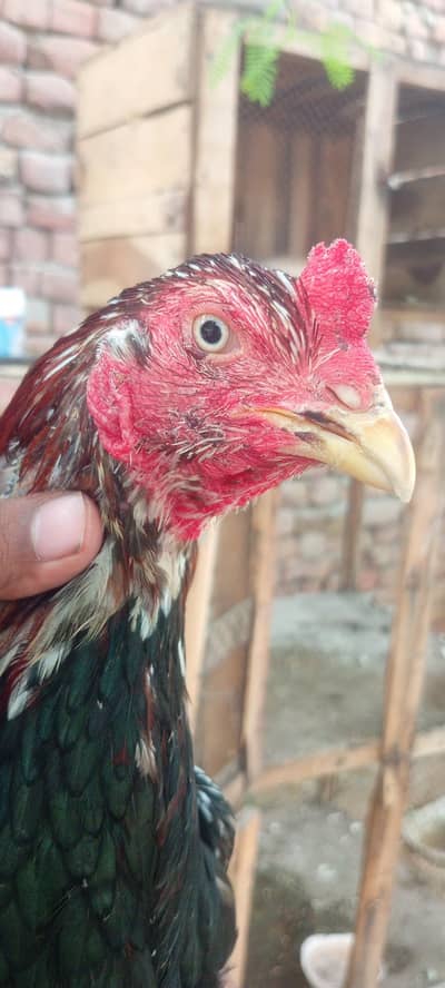 lakha cheena high quality