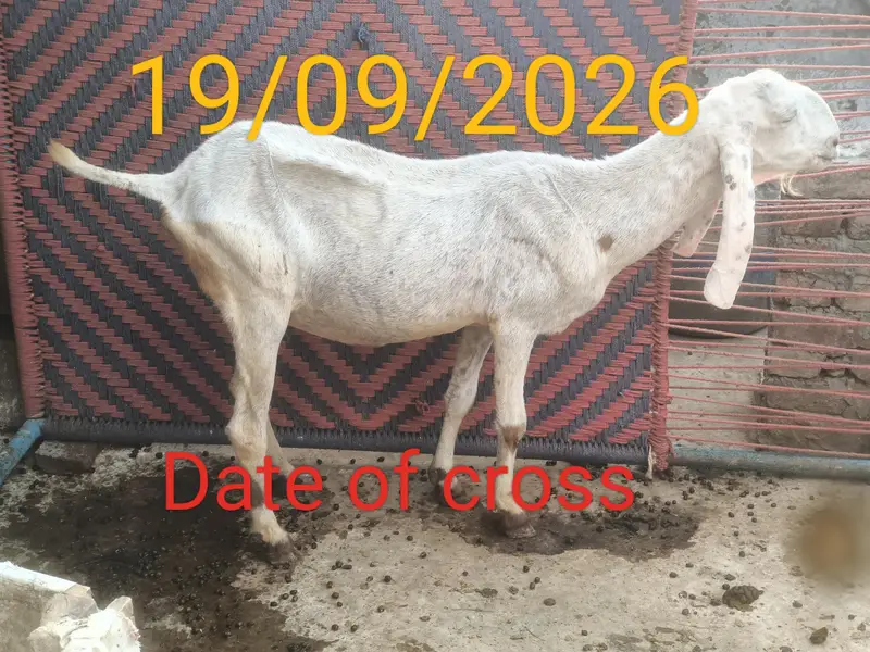 pure desi bakri 10 din ki gaban — photo 2