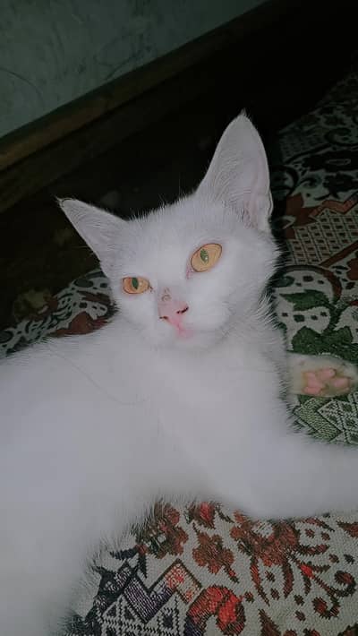 white cat