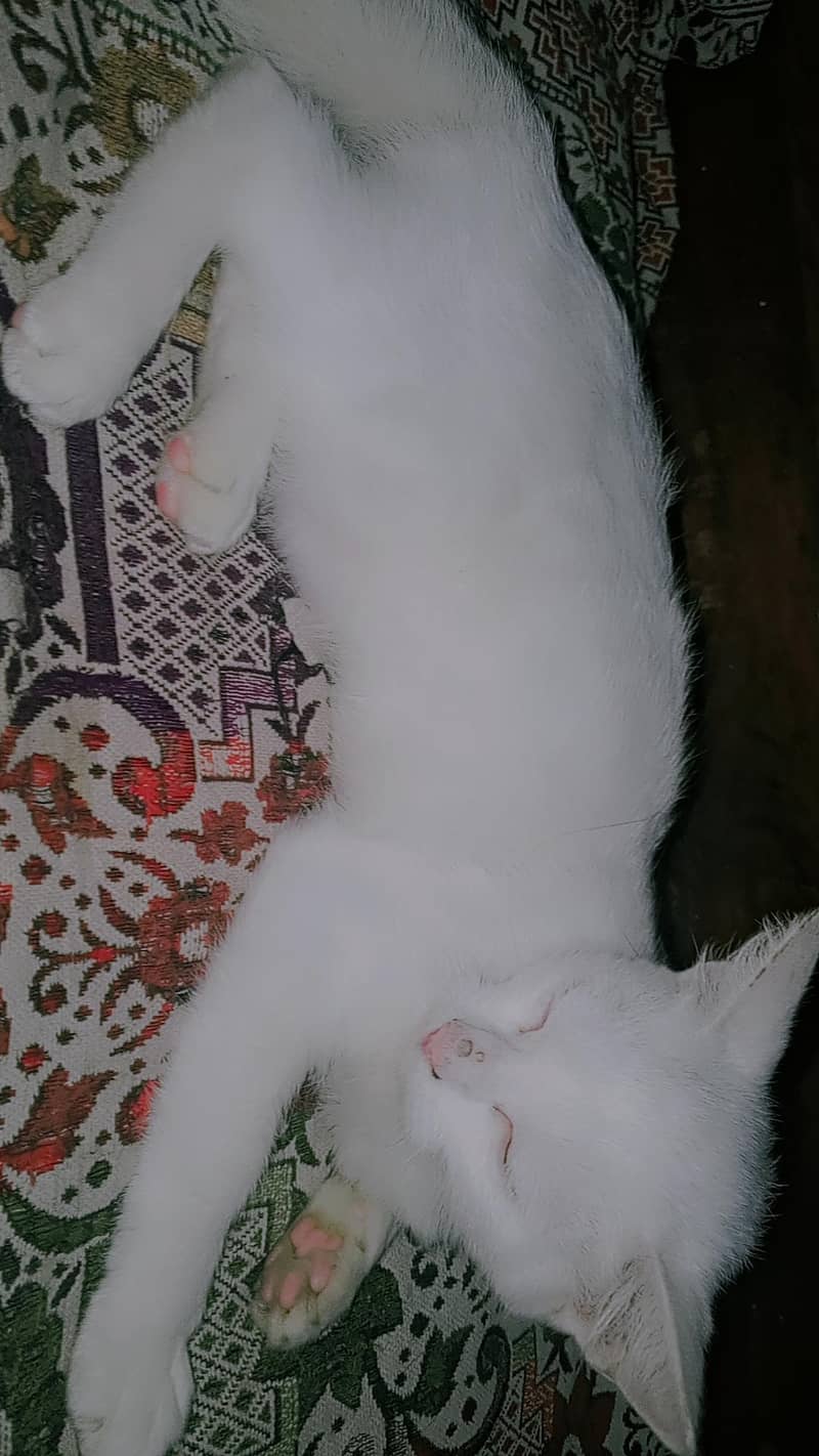 white cat 1