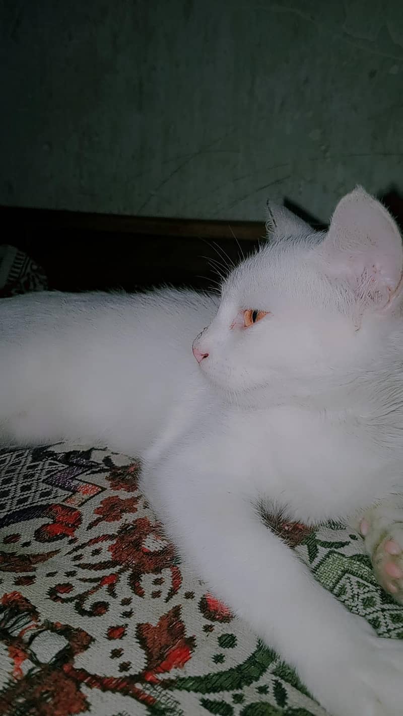 white cat 2