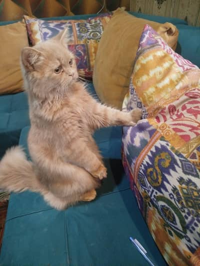 persian cat punch face