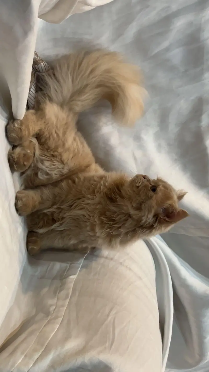 persian cat punch face — photo 2