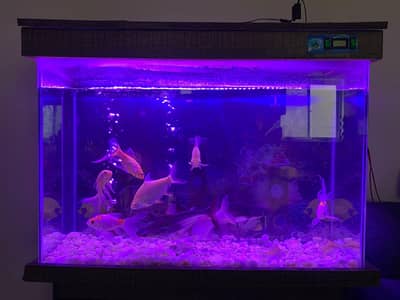 3 Ft Aquarium With Table and 11 Big Size Fishes For Sale