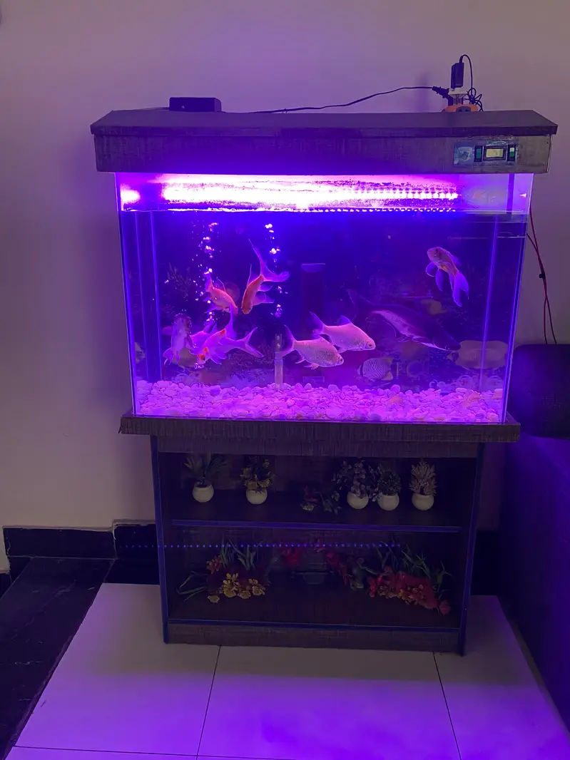 3 Ft Aquarium With Table and 11 Big Size Fishes For Sale — photo 2