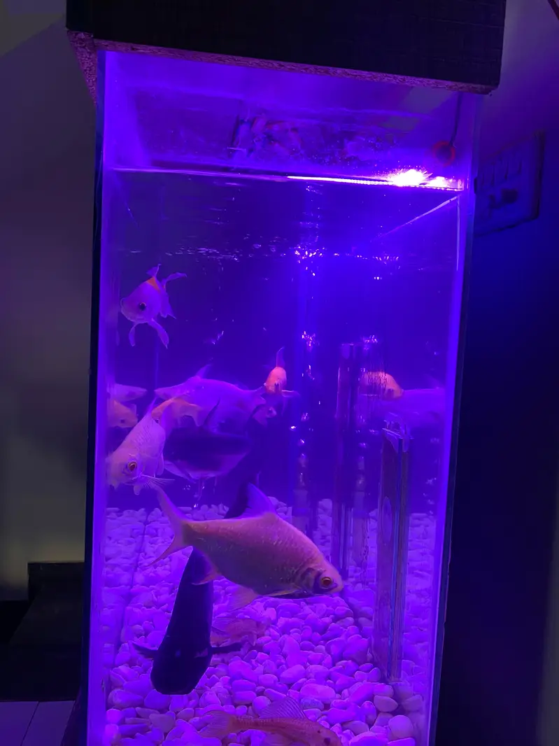 3 Ft Aquarium With Table and 11 Big Size Fishes For Sale — photo 3