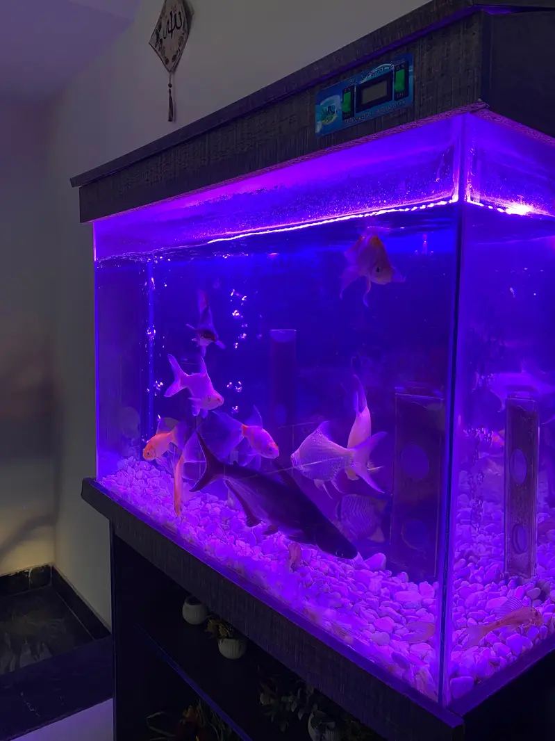 3 Ft Aquarium With Table and 11 Big Size Fishes For Sale — photo 4