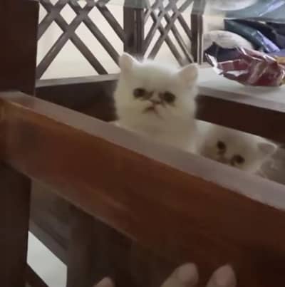 pure persian punch face kitten pair