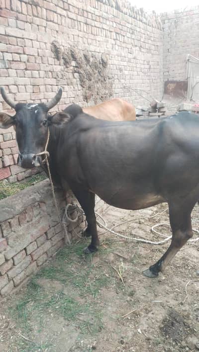 Cow Ghaben With Bachra For Sale