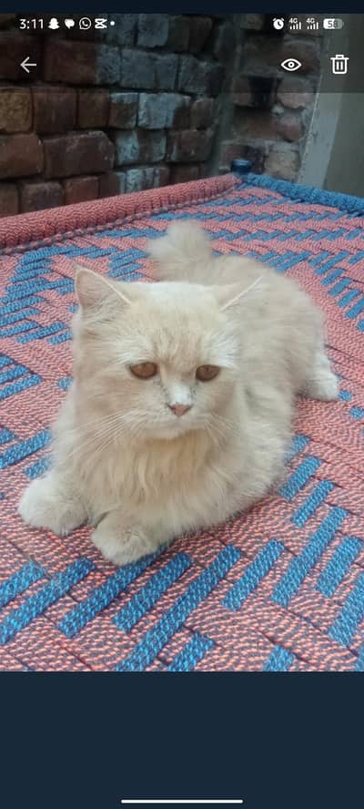 pershiyan cat female or male available
