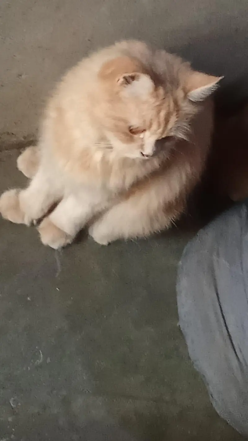 pershiyan cat female or male available — photo 4