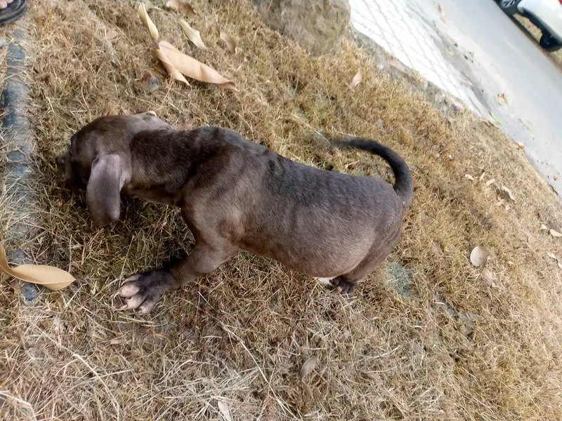 Big Boned  Pitbull Puppies For Sale — photo 6