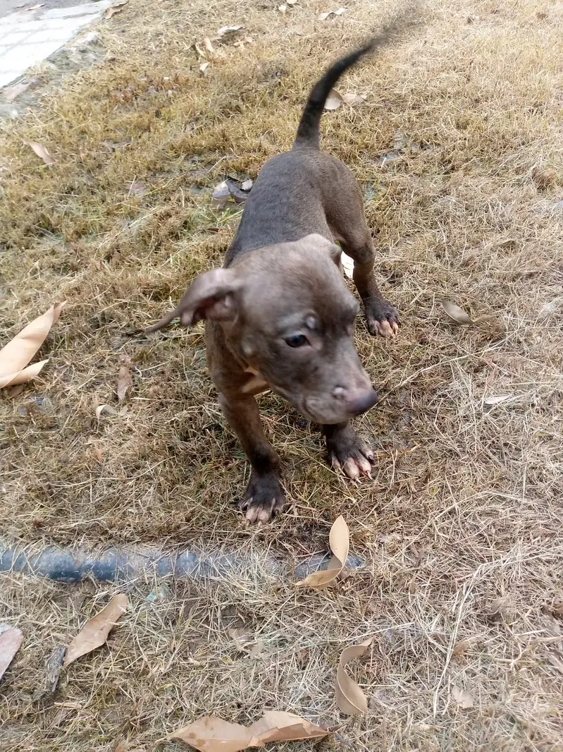 Big Boned  Pitbull Puppies For Sale — photo 7
