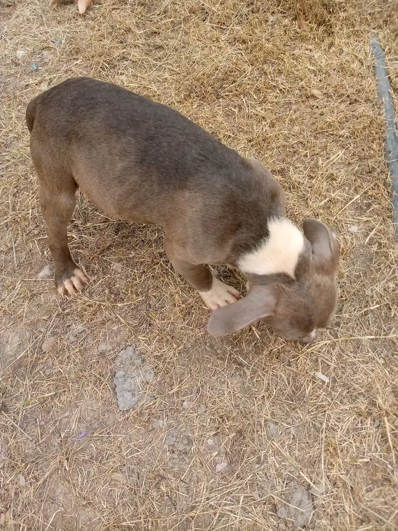 Big Boned  Pitbull Puppies For Sale — photo 8
