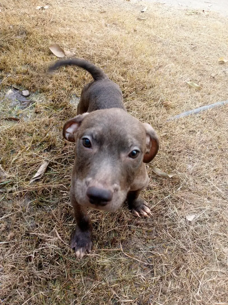 Big Boned  Pitbull Puppies For Sale — photo 9