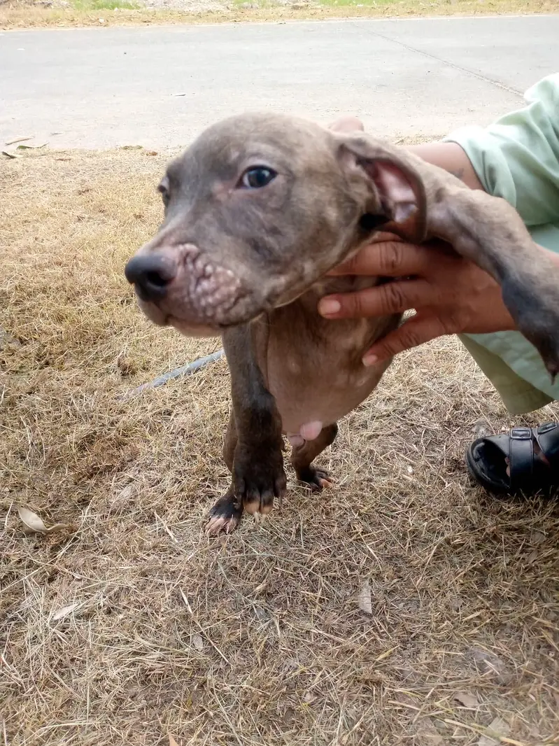 Big Boned  Pitbull Puppies For Sale — photo 10