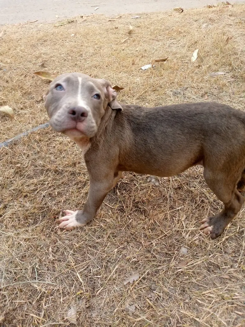 Big Boned  Pitbull Puppies For Sale — photo 11
