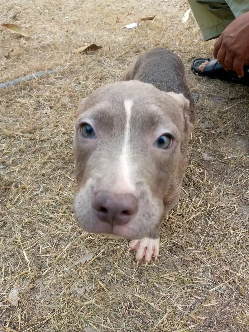 Big Boned  Pitbull Puppies For Sale — photo 12